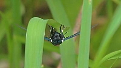 [Head-on view of the black head with two white dots on the front as all six legs touch the outer underside edges of a wide blade of green vegation. Its wings are outstretched to the sides, but most of the left is covered by a vertical part of the blade.]